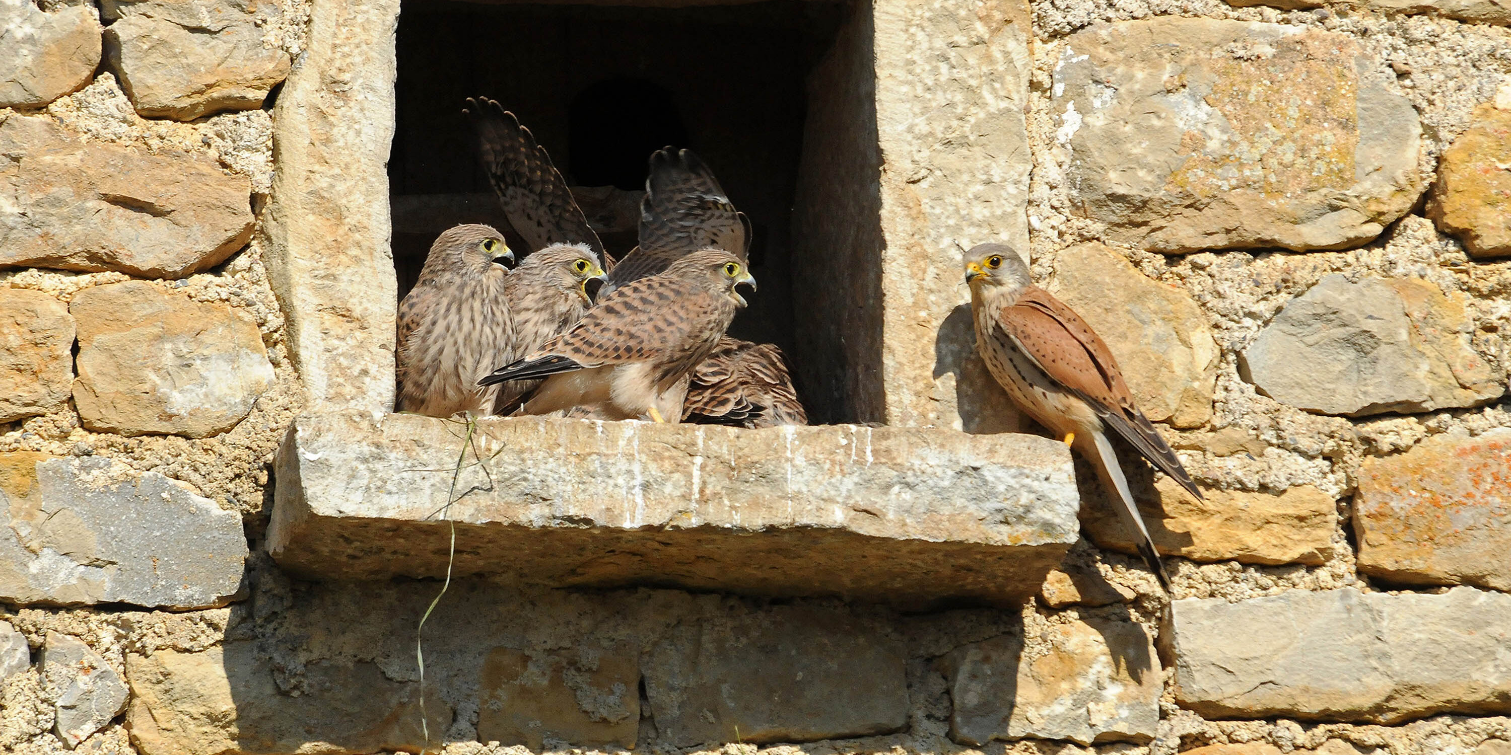 Famille de Faucons crécerelle